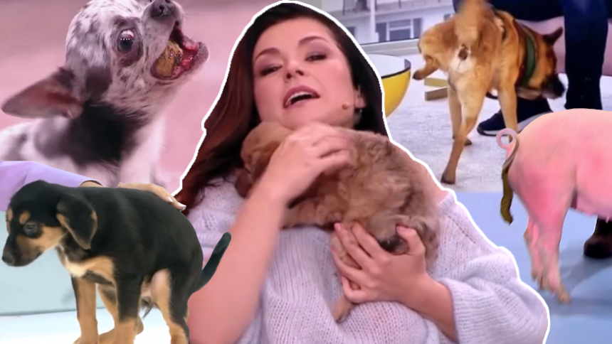 Katarzyna Cichopek w "Pytaniu na u015aniadanie" i inne wpadki w telewizji
