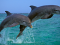 delfiny