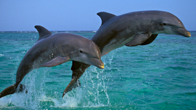 delfiny