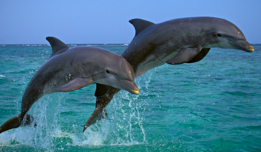 delfiny