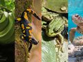 quiz - to gad czy pu0142az (wu0105u017c, salamandra, u017caba, u017cu00f3u0142w)