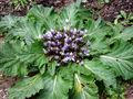 Mandragora lekarska