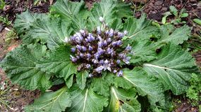 Mandragora lekarska
