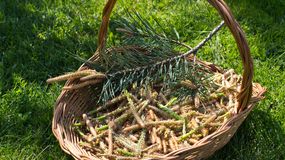 Koszyk pełen młodych pędów sosny