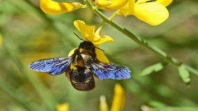 Czarna pszczoła wraca do Polski. Uznana była za gatunek wymarły