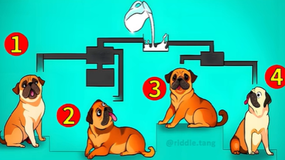 Logiczny test IQ. Który pies pierwszy dostanie mleko? Masz 8 sekund
