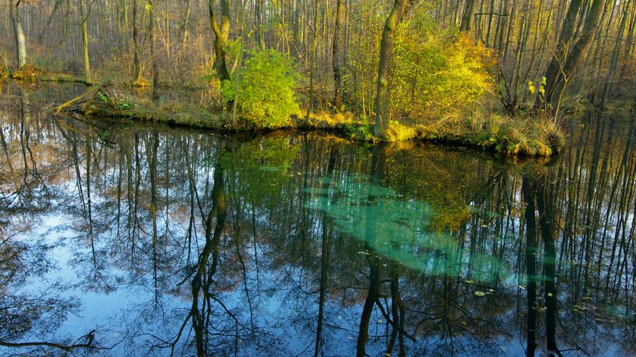 Rezerwat Niebieskie Źródła