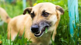 Dlaczego psy jedzą trawę? Dorota Sumińska odpowiada