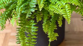 Czym podlewać paprotkę, aby miała piękne liście?