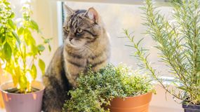 3 rośliny trujące dla kotów. Dorota Sumińska wskazuje