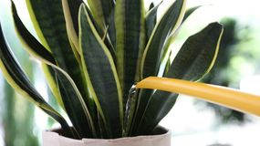Sansewieriia