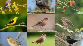 Ptaki śpiewające w Polsce