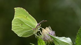 Latolistek cytrynek potrafi żyć nawet 12 miesięcy