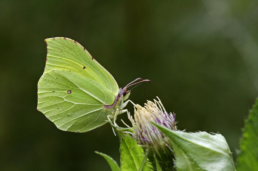 Latolistek cytrynek potrafi żyć nawet 12 miesięcy
