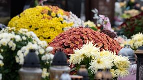 Jakie kwiaty wybrać na cmentarz? 5 najpopularniejszych gatunków
