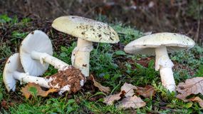 5 najbardziej trujących grzybów w Polsce