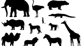 Psychotest: którym zwierzęciem dzisiaj jesteś?