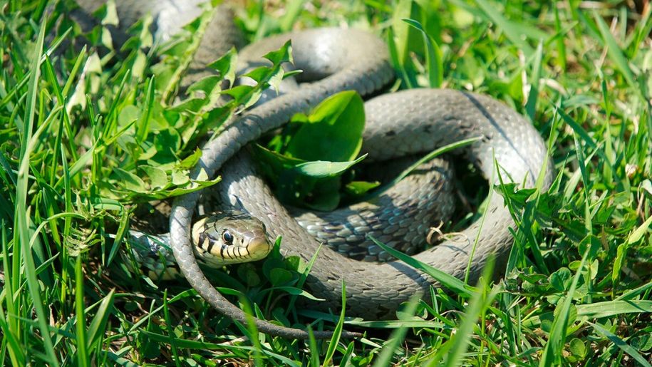Żmija zygzakowata w trawie