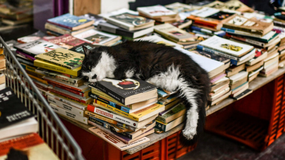 Rozpoznaj książkę po pierwszym zdaniu