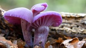 Lakówka ametystowa. Jadalny grzyb, który rośnie na cmentarzach