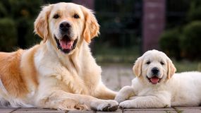 Quiz. Rozpoznasz rasę psa po jednym zdjęciu?