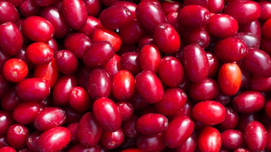 Dereń to prawdziwa skarbnica zdrowia. Mało który Polak zna ten owoc