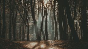 Dlaczego pociąga nas groza?