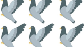 Obrazkowy test IQ. Który ptak różni się od reszty? Wskaż w 6 sekund