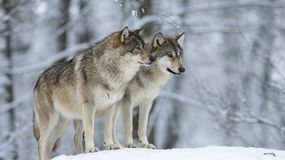 Wilki