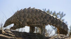 Pangolin to najczęściej przemycane zwierzę świata. Jedyny taki ssak