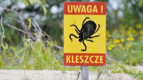 Plaga kleszczy w Warszawie. "30 pajęczaków na 20-30 metrach"