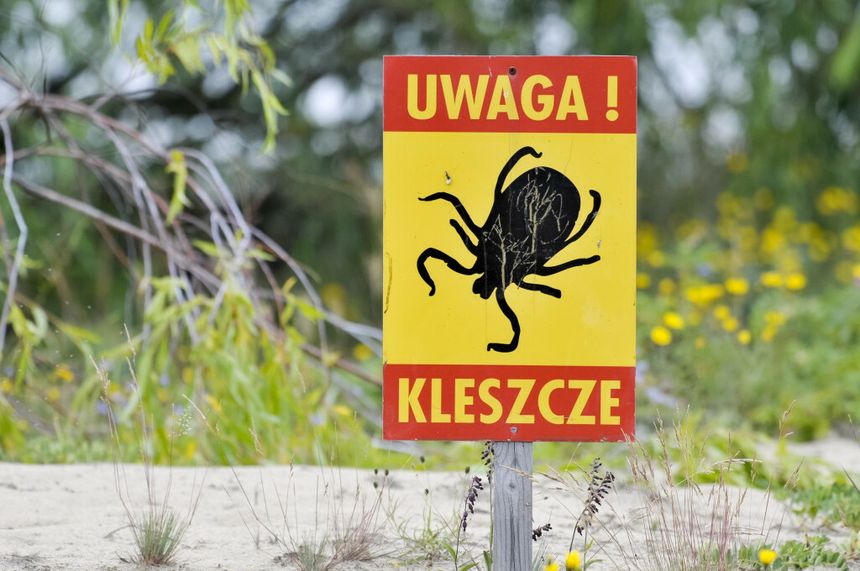 Plaga kleszczy w Warszawie. "30 pajęczaków na 20-30 metrach"