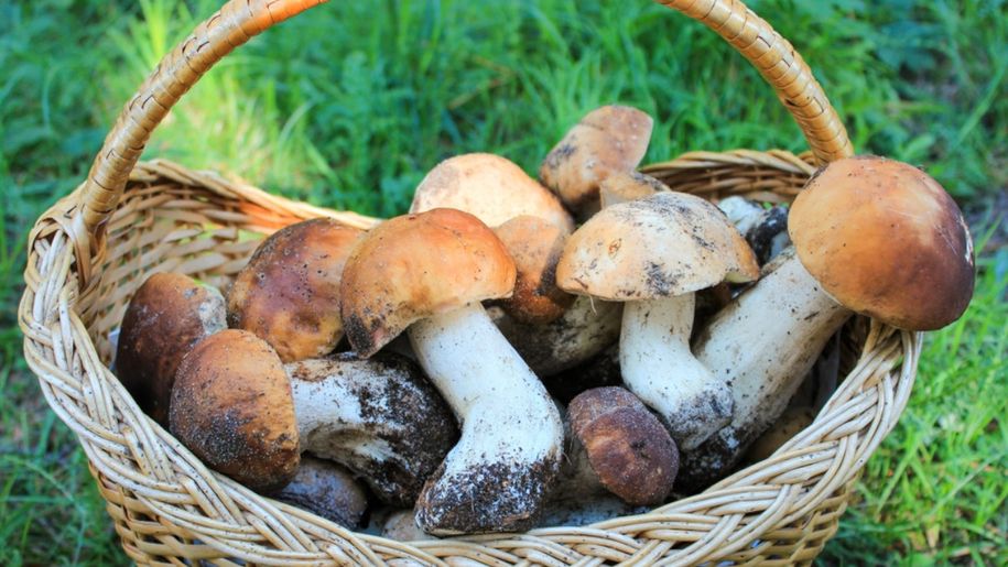 Kto nie powinien jeść grzybów? Lista czterech grup ryzyka