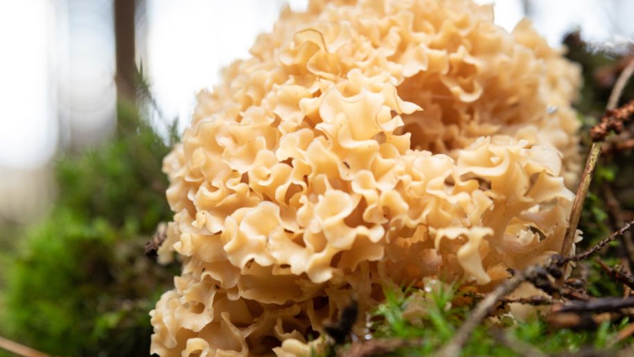 Siedzuń sosnowy. Gdzie rośnie i jak wykorzystać go w kuchni?