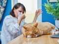 Alergia na kota. Jakie rasy nie uczulają?