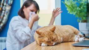 Alergia na kota. Jakie rasy nie uczulają?