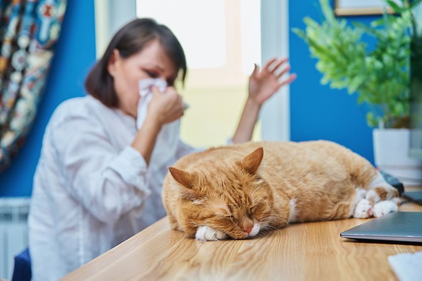 Alergia na kota. Jakie rasy nie uczulają?