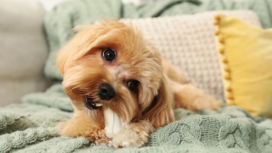 Jak nagradzać psa? Twój pupil będzie zachwycony