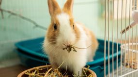 Quiz. Ile wiesz o zwierzętach domowych? Odpadniesz już na 1. pytaniu