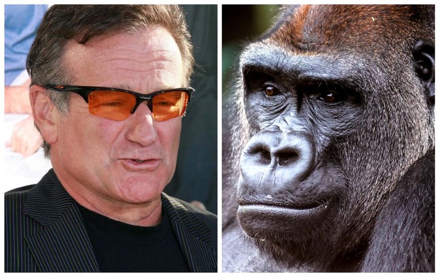 Robin Williams z Koko