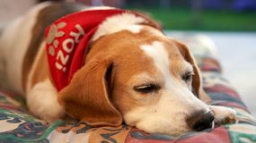 Czy psy mają sny? Dorota Sumińska rozwiewa wątpliwości