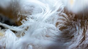 Maj to czas, kiedy w lasach pojawiają się niezwykłe lodowe włosy