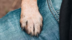 Dlaczego pies kładzie na tobie łapę? Dorota Sumińska odpowiada