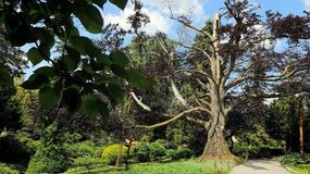 Buk "Serce Ogrodu" z Arboretum Wojsławice