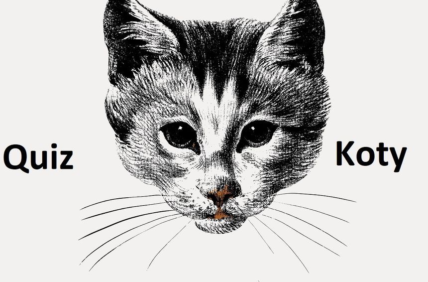 Quiz o kotach