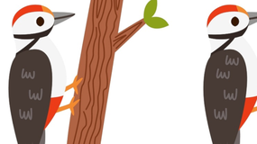 Czym różnią się te dwa obrazki dzięcioła? Znajdź 3 różnice w 11 sekund