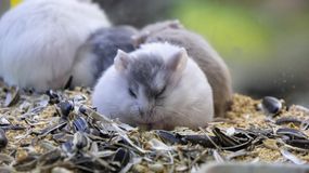 Kiedy chomik potrzebuje weterynarza?