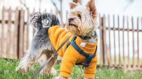 Czy zakładać psu ubranko? Dorota Sumińska wskazuje 1 przypadek