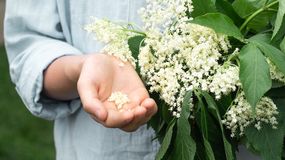 Kobieta trzyma kwiaty czarnego bzu