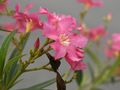 Oleander